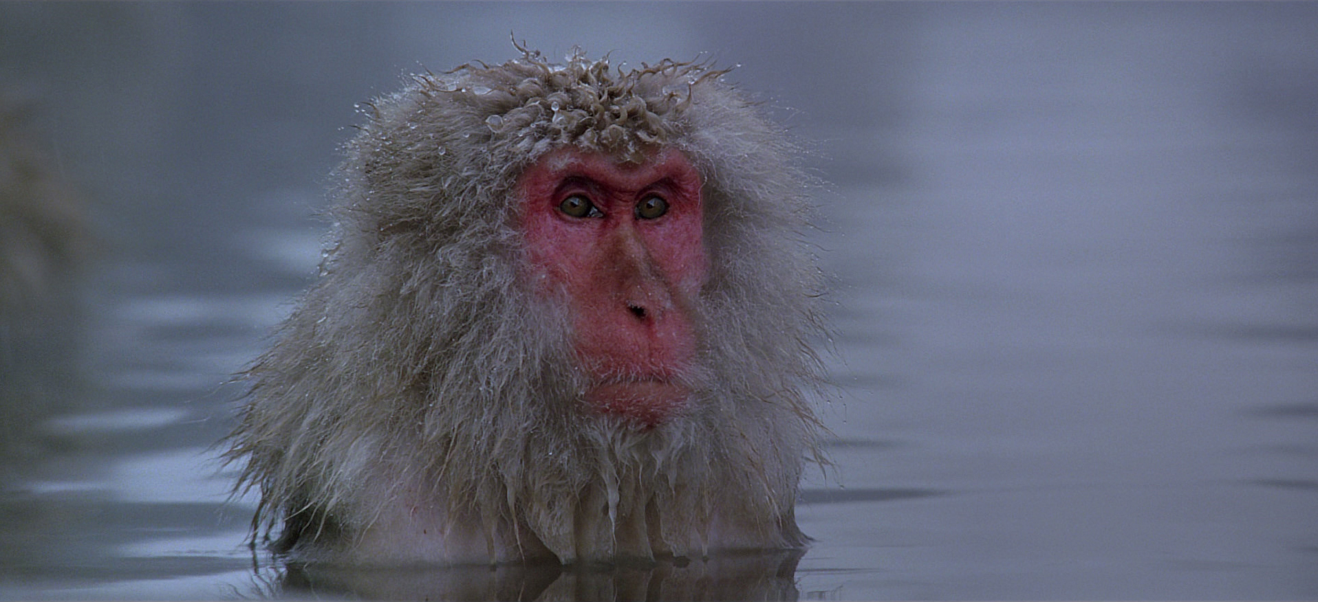 baraka japan monkey springs | The official site for the